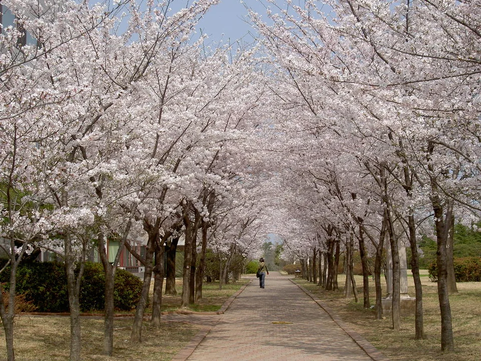 Hàng cây anh đào trong khuôn viên POSTECH, ảnh ngày 08/04/2005
