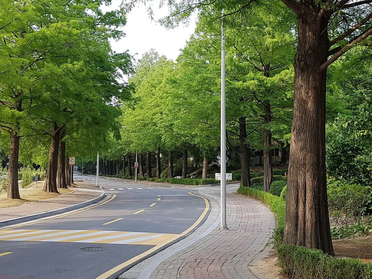 Đường nội bộ rợp cây trong khuôn viên SKKU tại Suwon